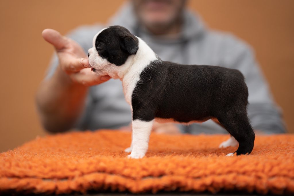 Lnb Boston - Chiot disponible  - Boston Terrier