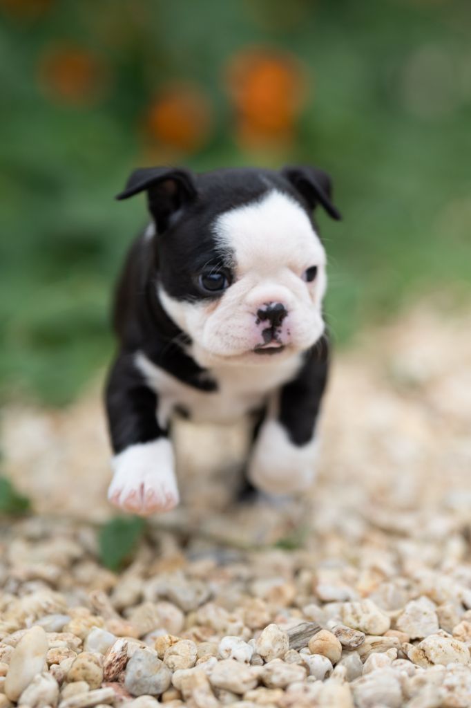 Lnb Boston - Chiot disponible  - Boston Terrier