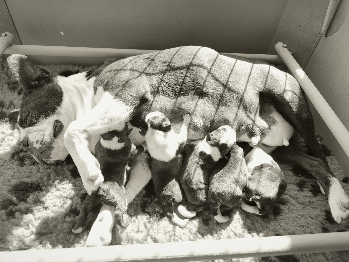 Portée 2026 : Réservations possibles