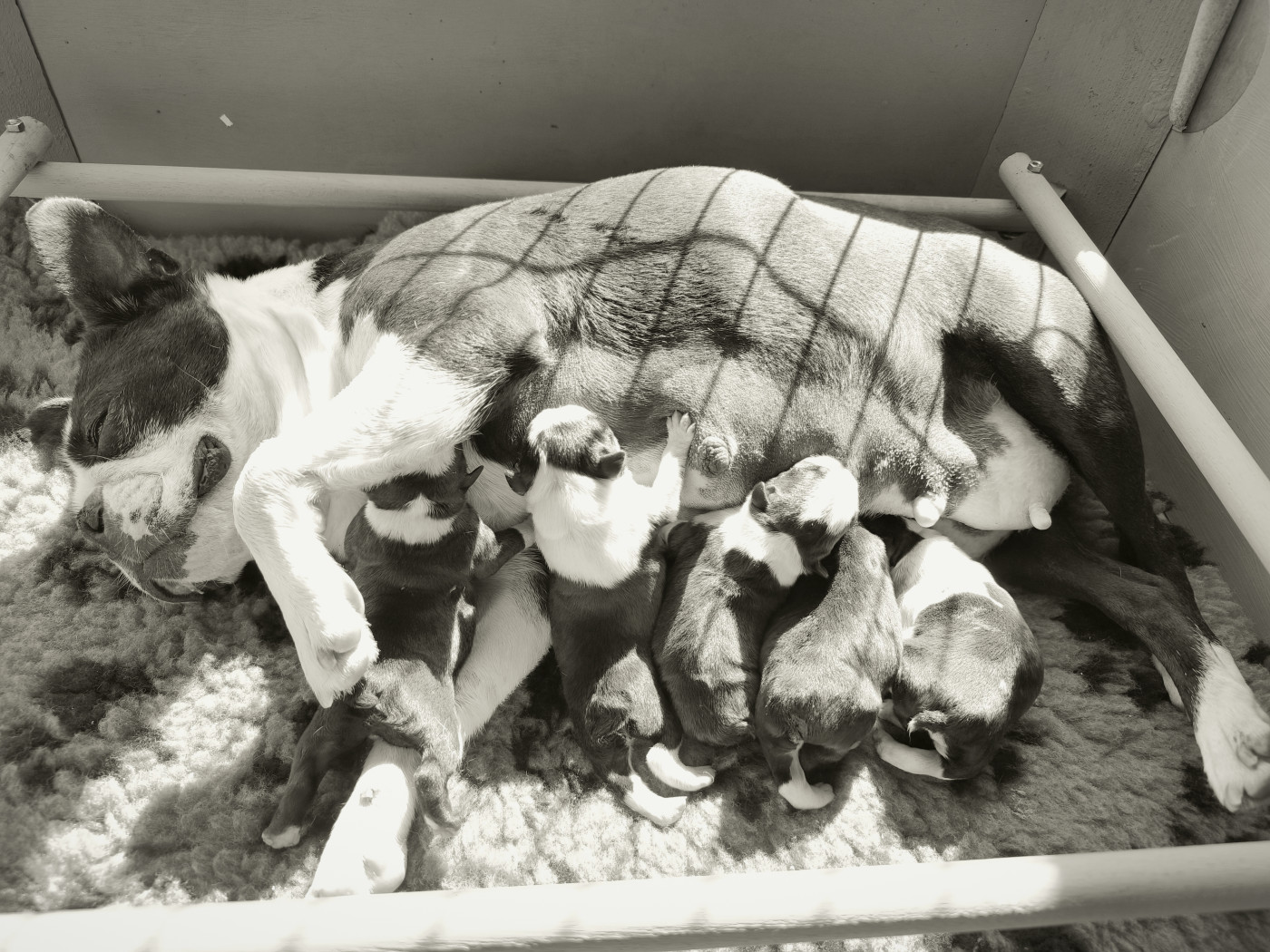 Chiot Boston Terrier Lnb Boston
