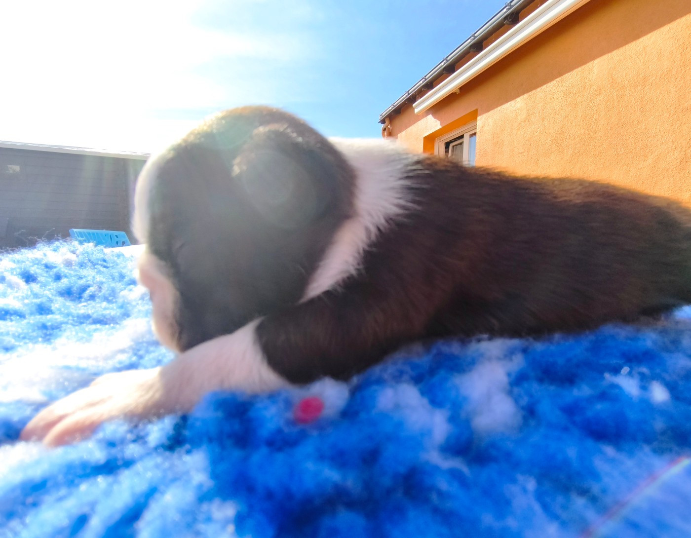 Lnb Boston - Chiots disponibles - Boston Terrier