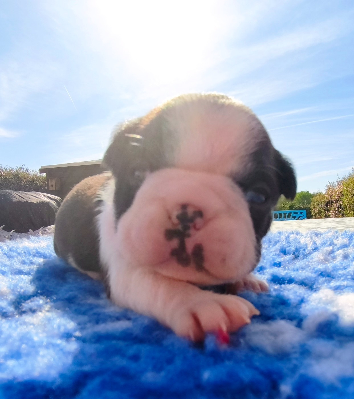 Lnb Boston - Chiots disponibles - Boston Terrier