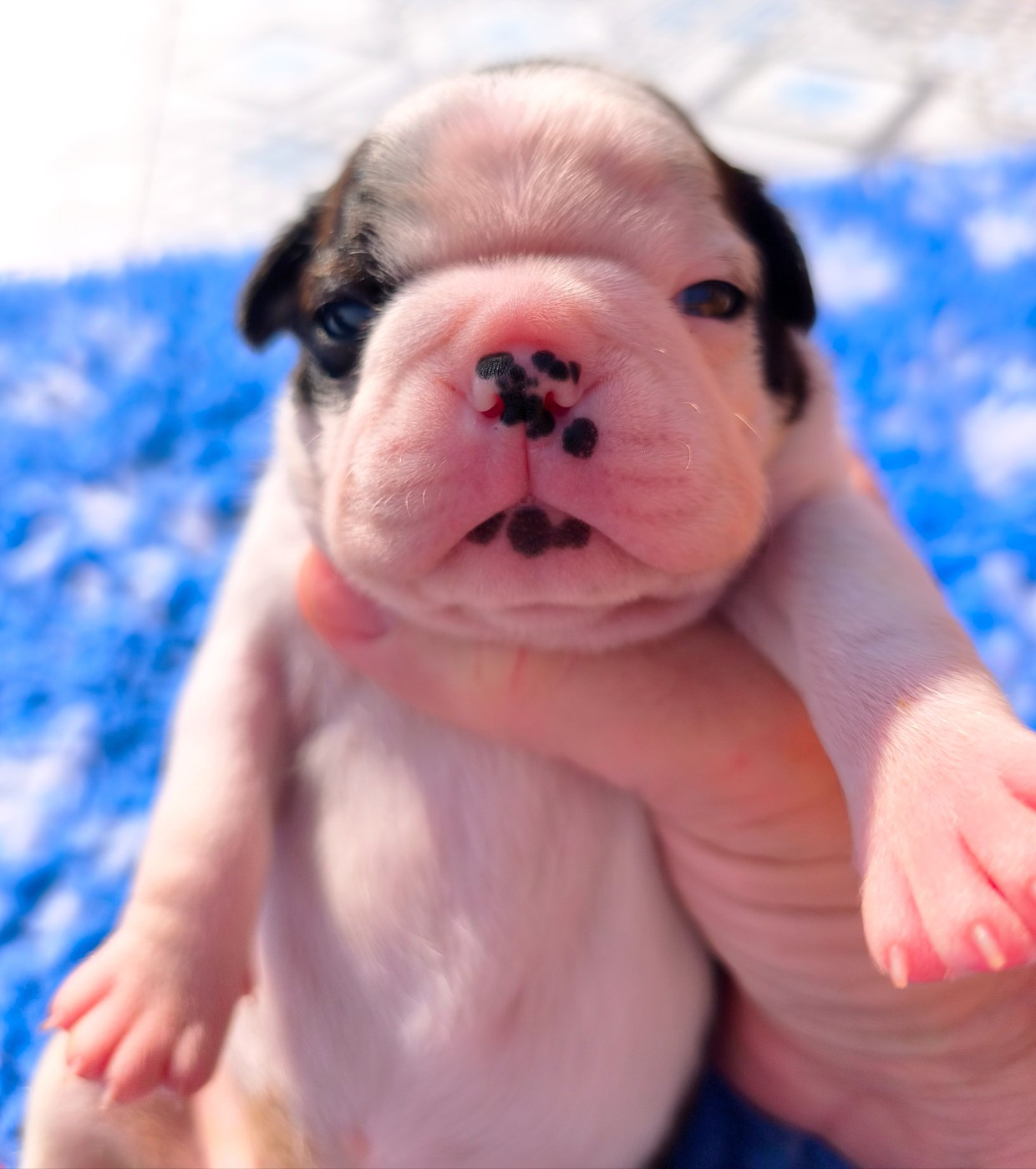 Lnb Boston - Chiots disponibles - Boston Terrier