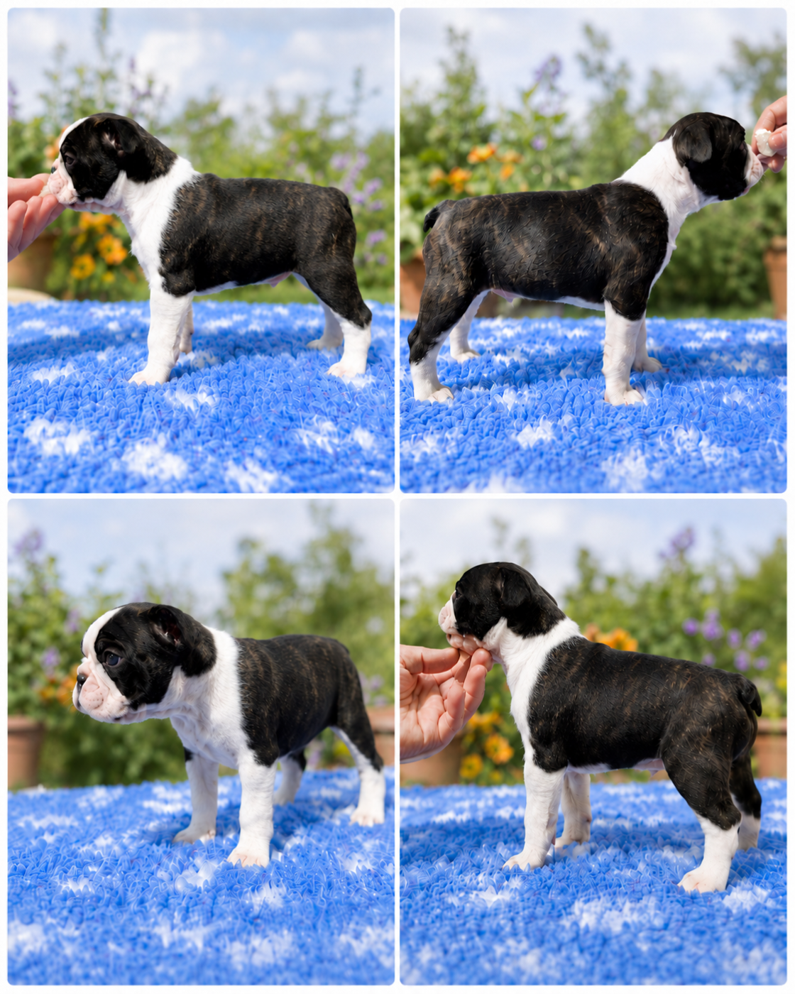 Lnb Boston - Chiots disponibles - Boston Terrier